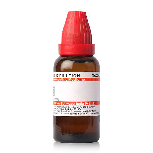 LEDUM PALUSTRE